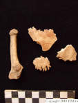L_V20d5076 A16q723.1 R827 lR ta human bones in q-lot.JPG L_V20d5076 A16q723.1 R827 lR ta human bones in q-lot